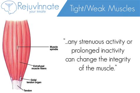 A Look at Tight & Weak Muscles - RejuvInnate