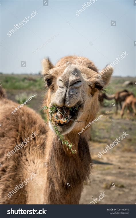 Portrait Indian Dromedary Camel Laughing Thar Stock Photo 1064950979 | Shutterstock