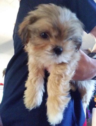 Lhasa Apso Shih Tzu mixed puppies for sale for Sale in Springfield, Missouri Classified ...