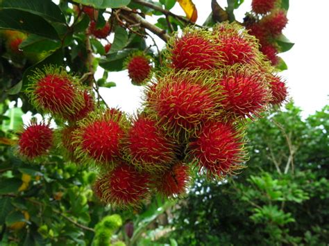 RAMBUTAN FRUIT - LIVE PLANT(BUD OR GRAFT) - ALL CLIMATE | Bangalore Agrico