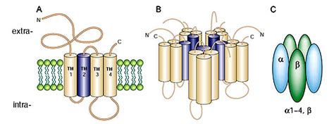 Glycine Receptor Diversity in the Mammalian Retina by Silke Haverkamp – Webvision