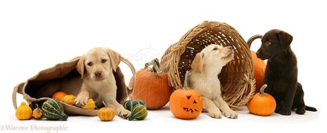 Halloween Puppy Wallpapers - Top Free Halloween Puppy Backgrounds - WallpaperAccess