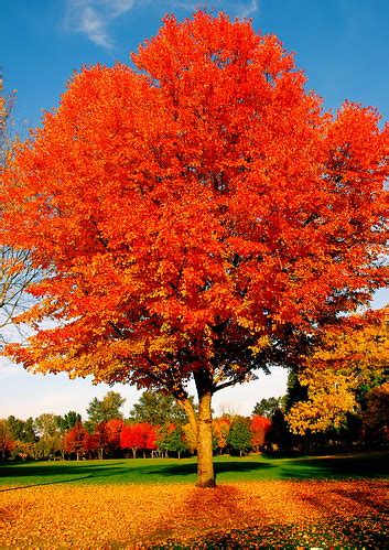 Fall colors in Eugene Oregon | Don Hankins | Flickr
