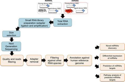 Ngs Sequencing Workflow / NGS Library Preparation from bisulfite converted DNA samples ...