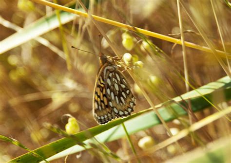 8 rare butterflies and how to support their conservation