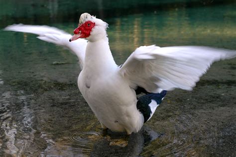File:Duck wings outstretched.jpg - Wikipedia