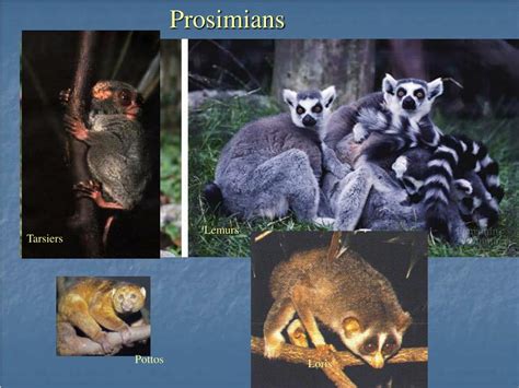 PPT - Human Evolution PowerPoint Presentation, free download - ID:157117