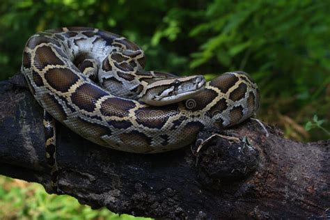 Burmese Python Python Molurus Bivittatus Stock Photo - Image of park ...