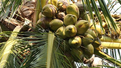 Coconut Cultivation: కొబ్బరి సాగుకు అనువైన నేలలు.!