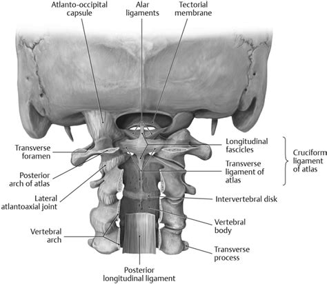 3 Atlanto-Occipital Anatomy | Neupsy Key