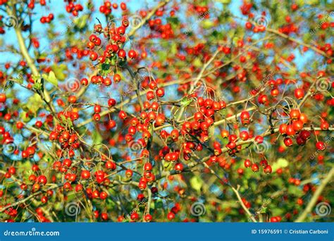 Autumn Berries stock image. Image of berry, season, brown - 15976591