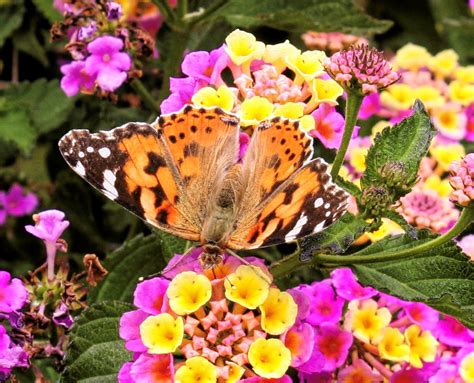 Lovely lantana and its beautiful butterflies