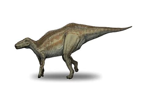 Shantungosaurus | Description, Size, Fossil, Diet, & Facts