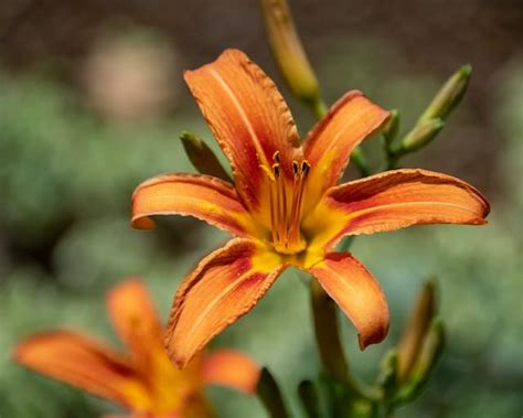 Tiger Lilies: Exploring the Meaning and Fascinating History of These ...