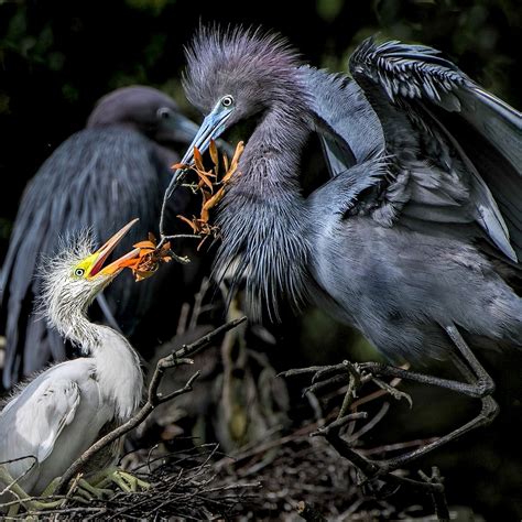 Tricolored Heron Vs Great Blue Heron