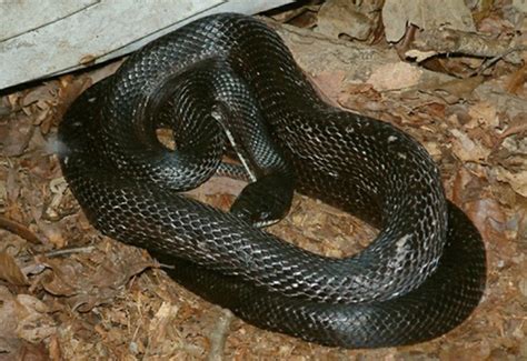 Black Rat Snake Information & Facts