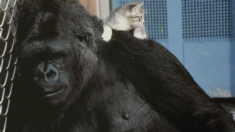 Koko's Kitten | Koko - The Gorilla Who Talks | Video | THIRTEEN - New York Public Media