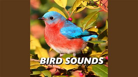 Outdoor Bird Sounds - YouTube