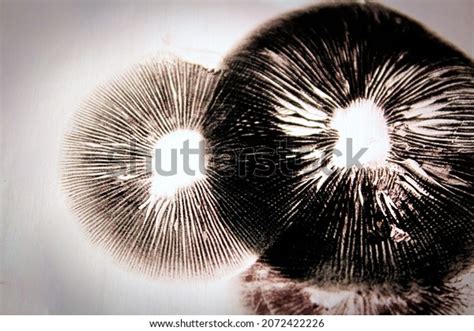 49 Magic Mushroom Spores Golden Teacher Images, Stock Photos, 3D ...