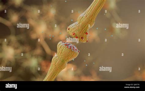 neurotransmitter release mechanisms. Neurotransmitters are packaged into synaptic vesicles ...