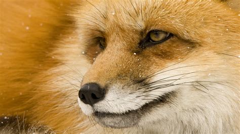 🔥 Free download Red Foxes Wallpaper 1920x1080 Red Foxes [1920x1080] for ...