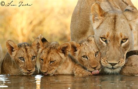 Lioness and cubs