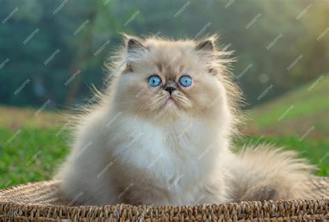 Premium Photo | Persian cat with blue eyes