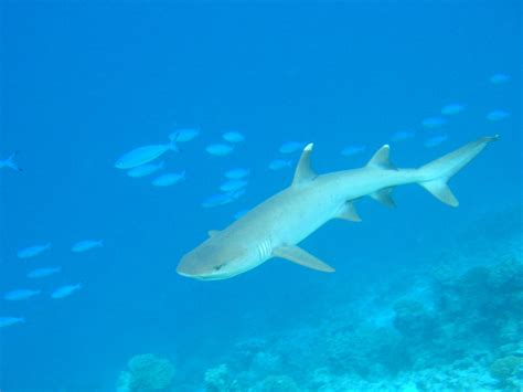Datei:Whitetip-reef-shark.jpg – Wikipedia