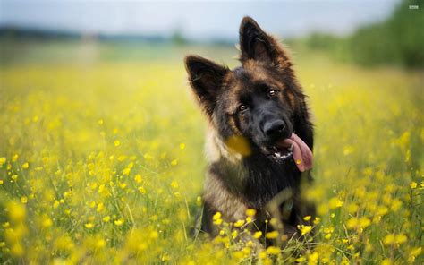 German Shepherd Puppy Wallpapers - Wallpaper Cave