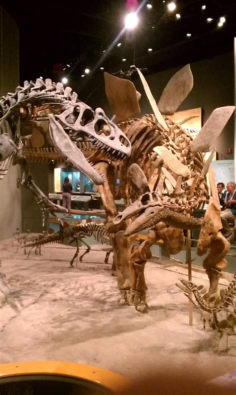 Dinosaur Exhibit @ Nature & Science Museum Denver. | Dinosaur exhibition, Dinosaur museum, Dinosaur