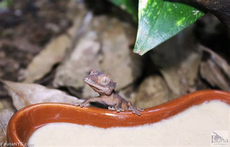 Crested Gecko (Correlophus ciliatus)