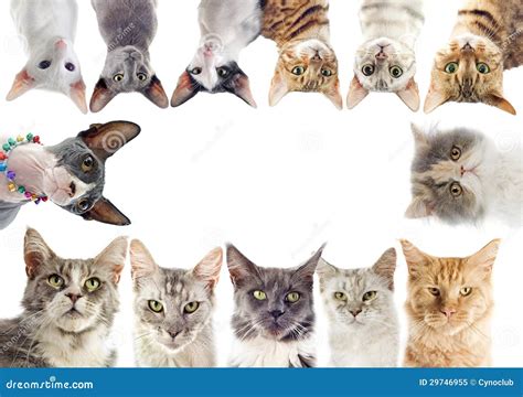 Group Of Cats Royalty Free Stock Photo - Image: 29746955