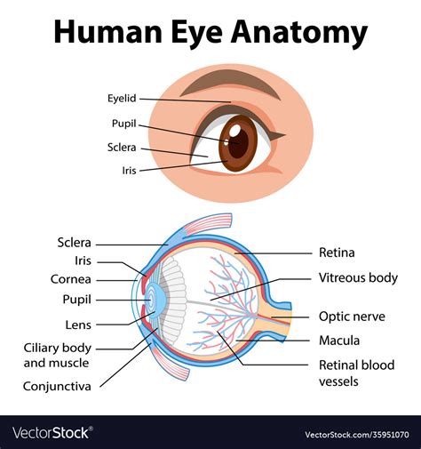 Human Eye Diagram Labelled