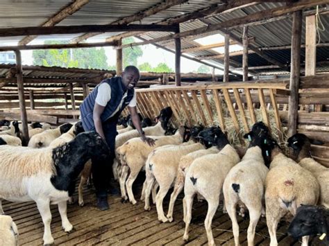 Sheep Farming In Kenya, How To Make Money - Farmers Trend