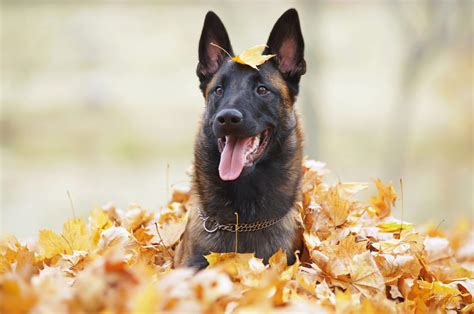 8 Belgian Malinois Breeders: Best Places To Find A Puppy