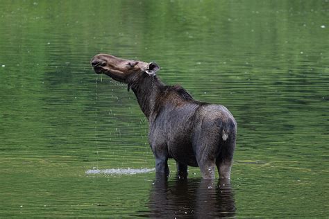 10 Truly Fascinating Facts About Moose - Discover Walks Blog