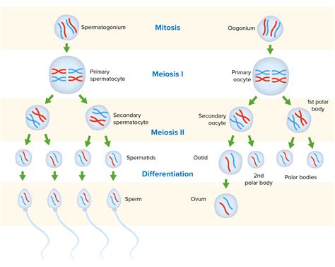 Gametogénesis | Concise Medical Knowledge