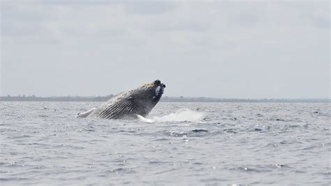 Zanzibar Wildlife | Expert Africa