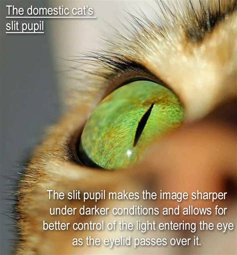 Why are cat pupils slits? – Michael Broad