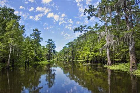 20 amazing photographs of Louisiana's swamps - Andy Crawford Photography