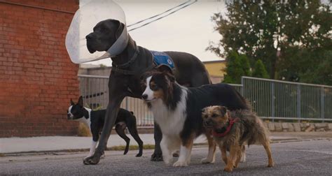 First Trailer for Hilarious Dog Revenge Movie 'Strays' with Will ...