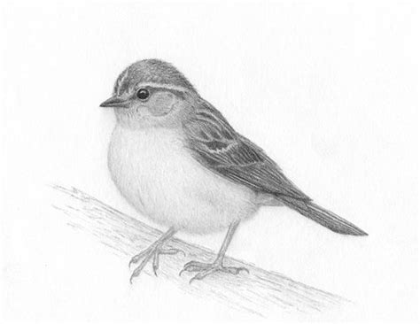 bird sketches | Realistic Pencil Drawings of Birds - Fine Art Blogger | Arт | Pinterest ...