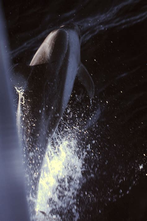 Whale Watching San Diego - Infrared | Whale Watching San Die… | Flickr