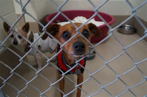 WCJC Animal Shelter, March 14 - Dog PHOTOS | | johnsoncitypress.com