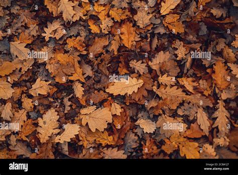 Yellow autumn leaves texture, autumnal background. Fall Leaves in the ...