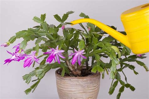 Why Is My Christmas Cactus Turning Purple? | Gardener’s Path