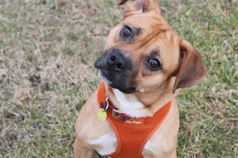 Bogle (Beagle & Boxer Mix): Info, Pictures, Care, Traits & More – Dogster