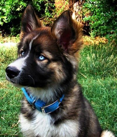 How Much Is A German Shepherd Husky Mix Puppy