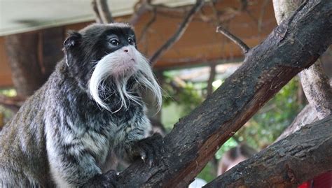 Emperor Tamarin Facts, Information, Diet, Lifespan, Population, Tail, Size