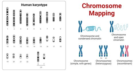 Chromosome Mapping: Definition, Types, Importance